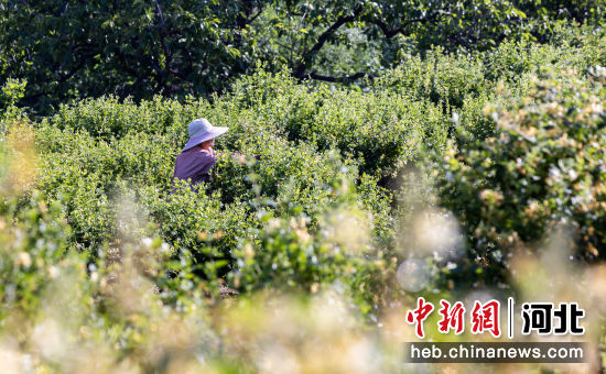 图为村民在河北省武安市豹子峪村金银花种植基地采摘金银花。 李树锋